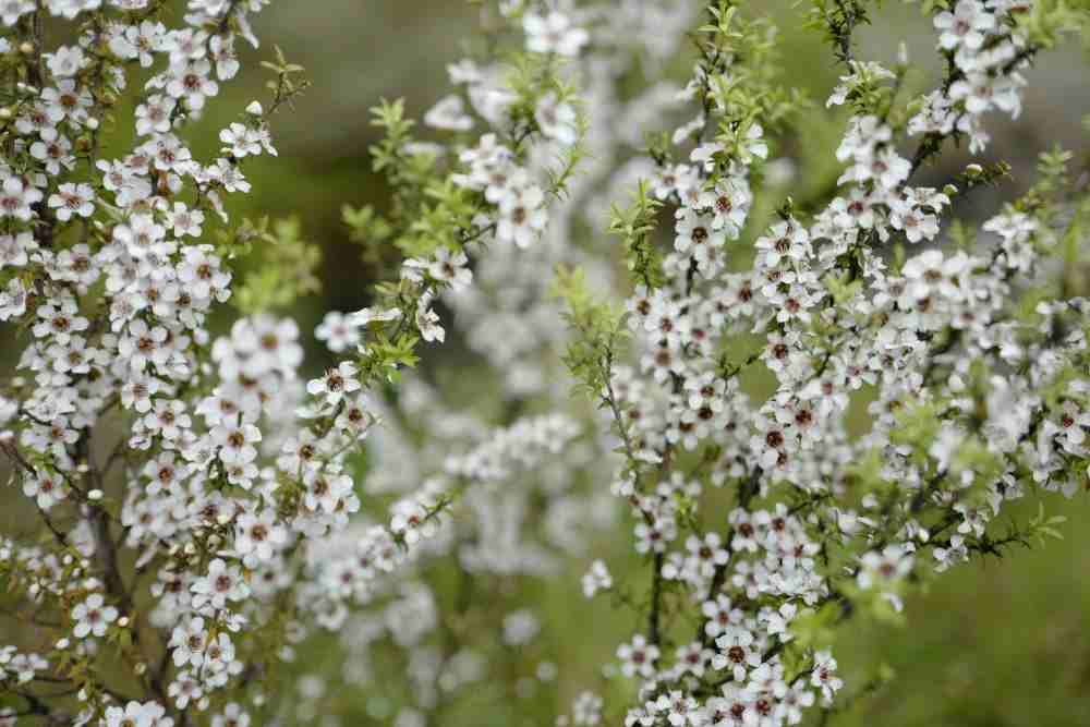 Présentation d'un buisson de fleurs de manuka butinées par les abeilles pour le miel