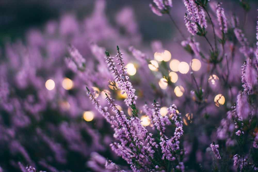 Fleurs de Bach : Perte de poids, ménopause et stress