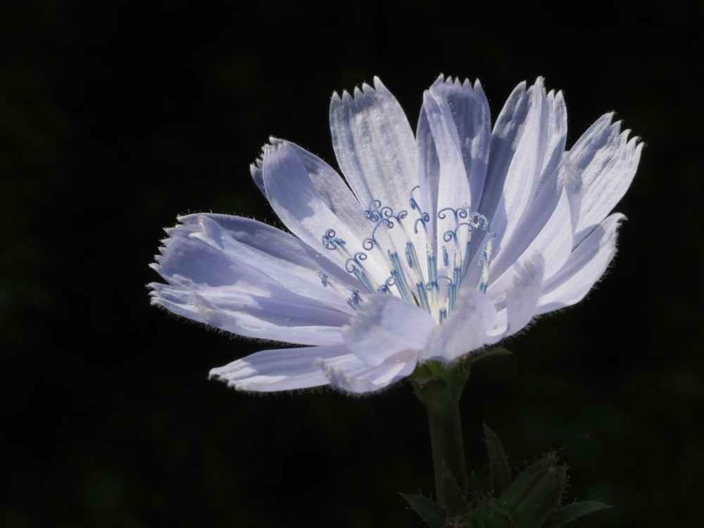 Fleur de Bach Chicory