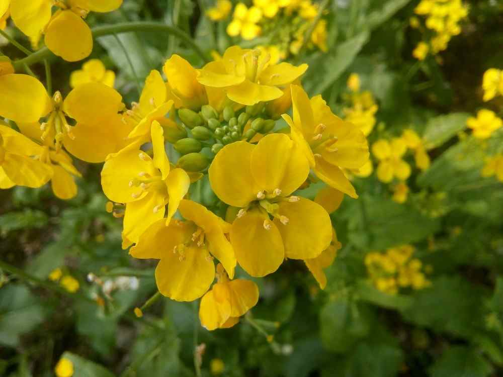 Fleur de moutarde joie de vivre