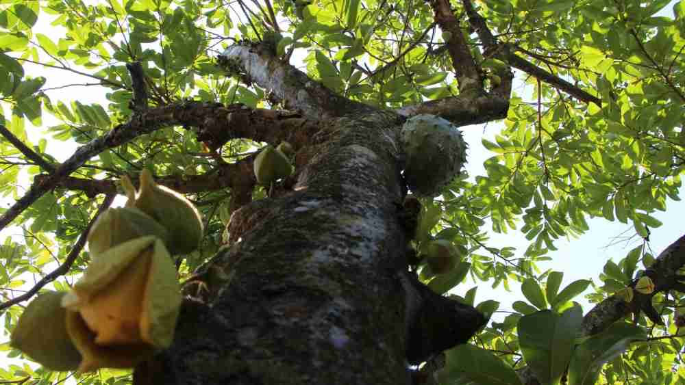 Annona muricata graviola feuilles et fruits