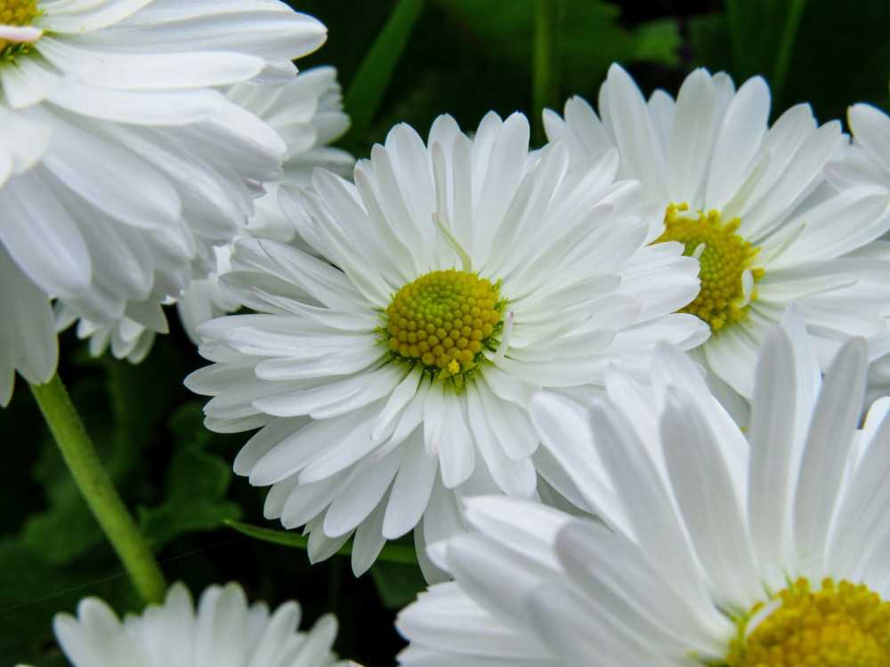 Fleurs de camomille que boire en cas de brûlure d'estomac