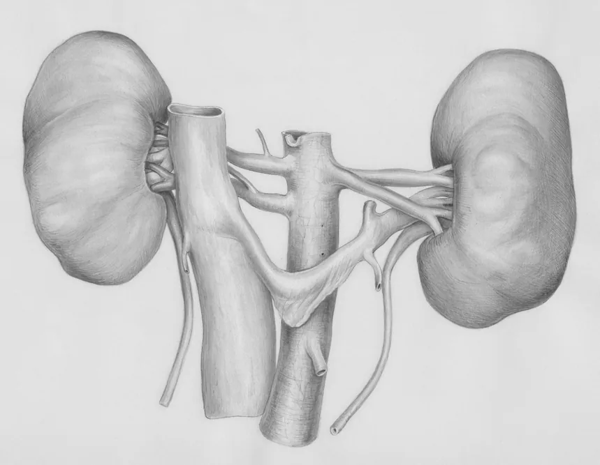 Schéma anatomique des deux reins reliés à l'aorte abdominale et aux uretères